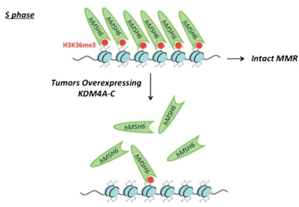 A model showing that KDM4A-C overexpression diminishes H3K36me3 signal, impairs MSH6 foci and impairs the integrity of DNA MMR pathway.jpg
